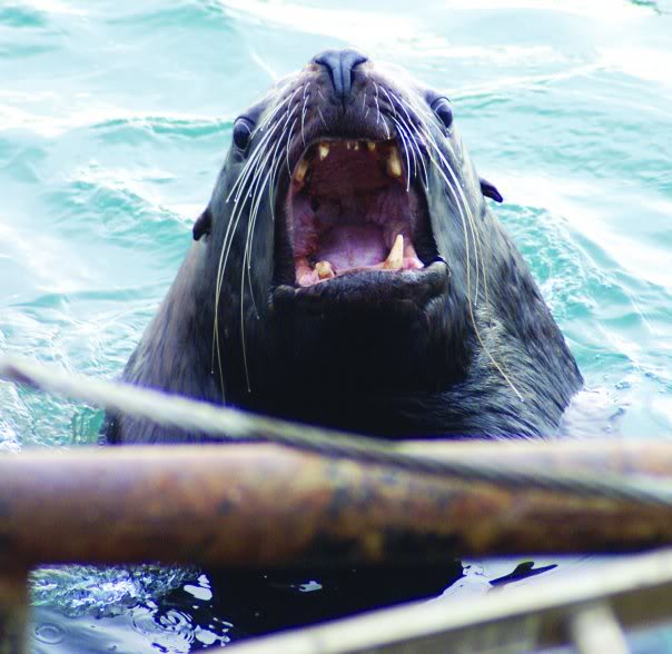 Kodiak Sea Lion